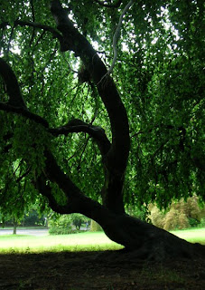 A tree at the Farnam Memorial Gardens A tree at the Farnam Memorial Gardens