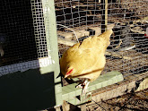 chickzilla