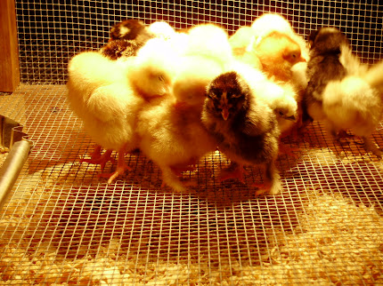 chicks in brooder