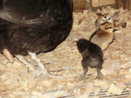 halfbreeds and obamma's chicks