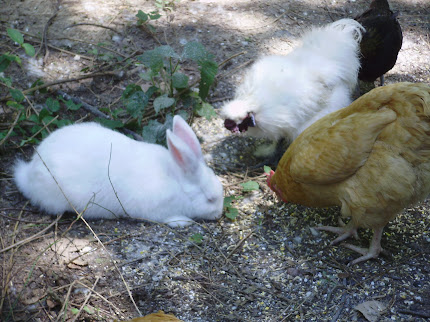 george,chickzilla and puff puff