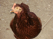 rhode island red