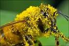 [bee+pollen.jpg]