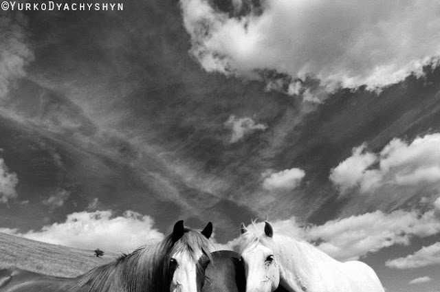 Qent+e+sharrit+ne+shitje