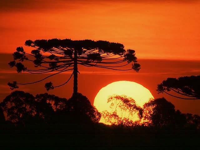 [araucarias01.JPG]