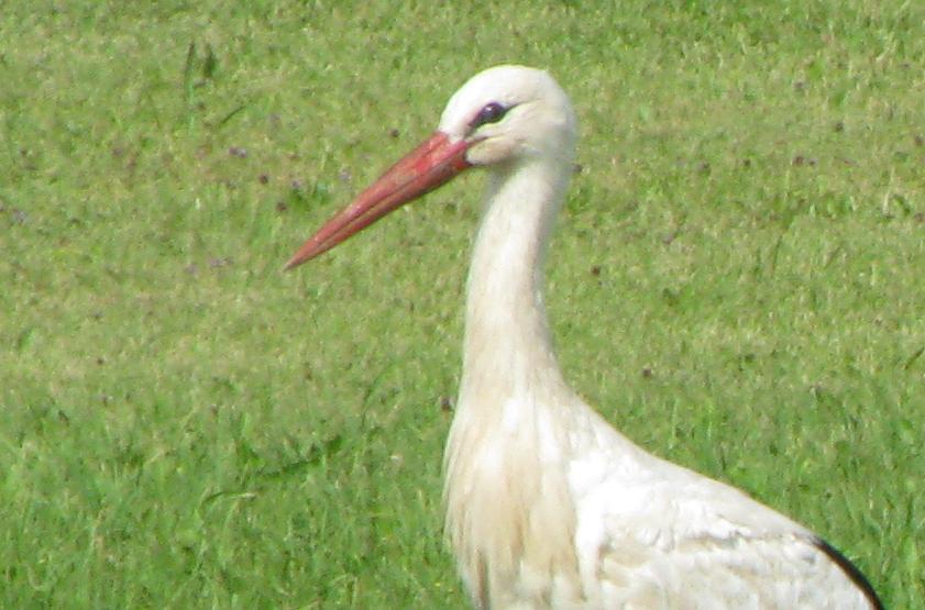 Eestis tavaline Kurg