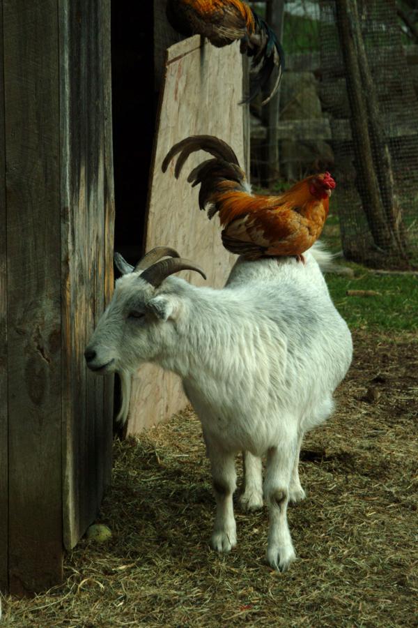 Goat Commune Raising chickens with goats
