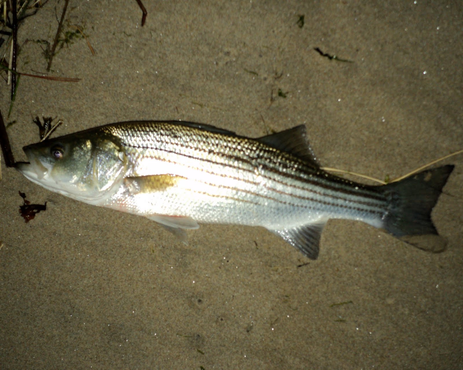 The Maine Outdoorsman Popular Fishing Locations for Maine Striped Bass
