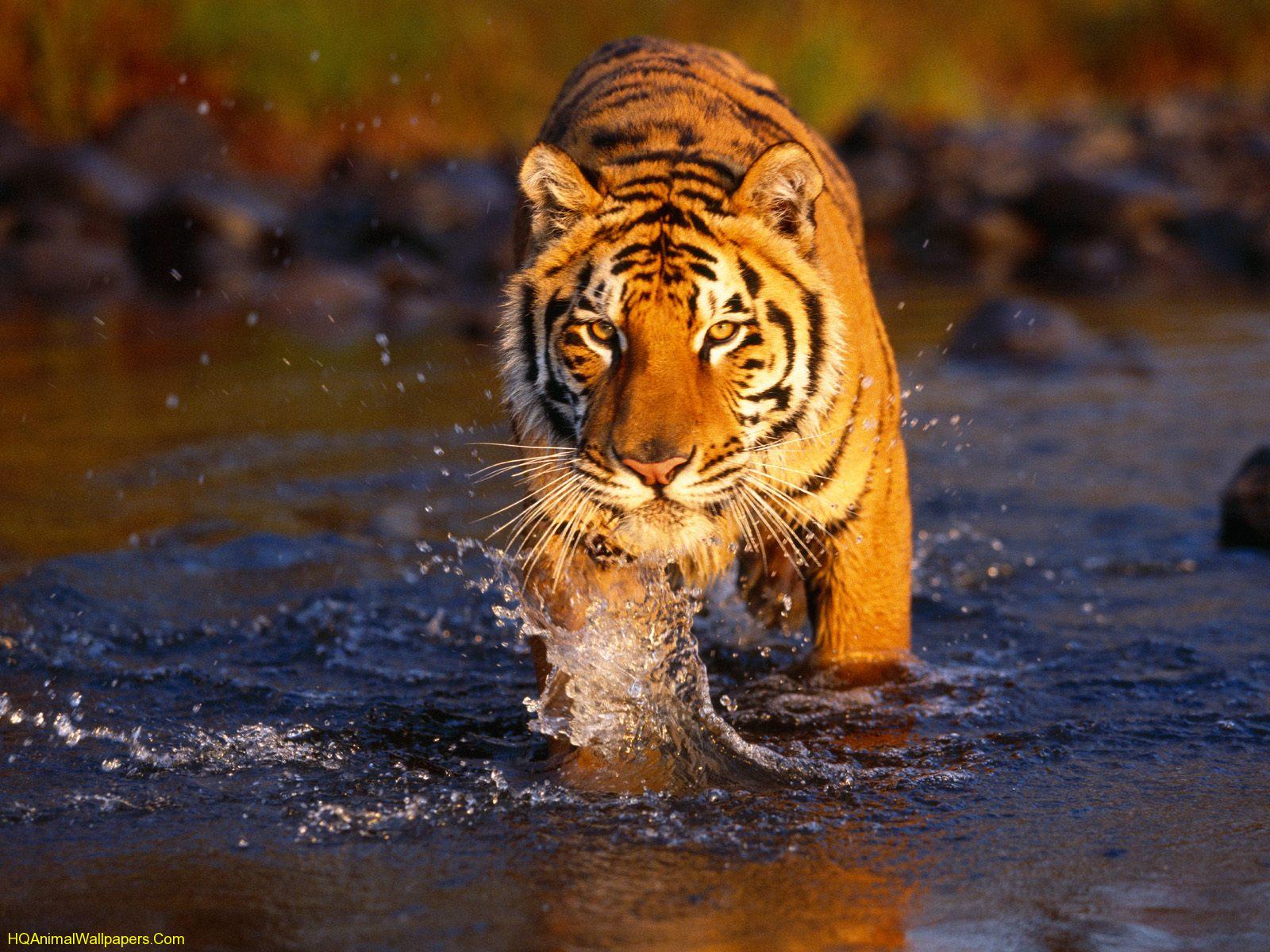 http://4.bp.blogspot.com/_aA_5lPeszIU/S9k_9IxsBvI/AAAAAAAACBc/42h8kj3RY8s/s1600/wallpaper-tigre-Bengal.jpg