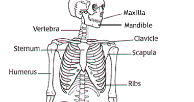 BRITTANY'S ANATOMY BLOG!!!: Basic skeletal worksheet