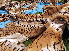 Remains of slaughtered tigers
