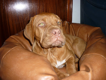 O primeiro dia da Benedita no novo lar