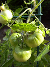 maters on the vine!