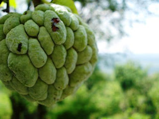 Putihnya Buah Delima - Tuban Punya Toak