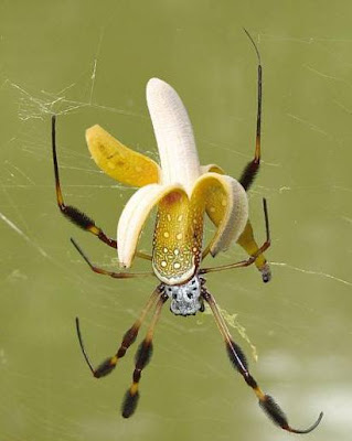 spider+banane.jpg