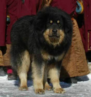 mongolian dog