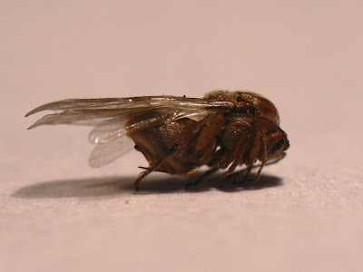 Andricus quercustozae Copia+de+P1190817