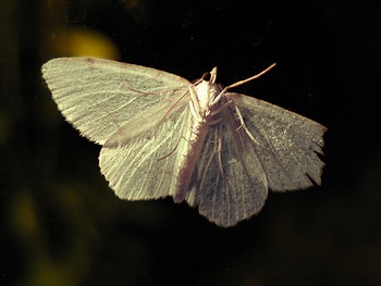 [1308710158_fb88ce868f.jpg]