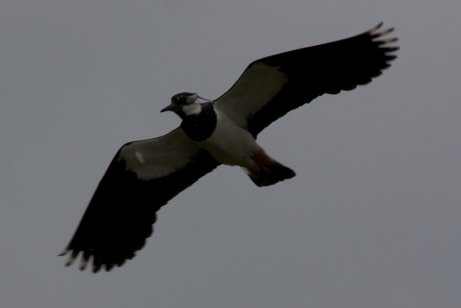 [IMG_6520.jpg]