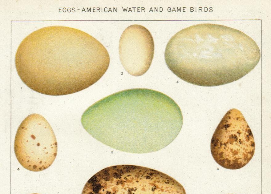 Biology Snippets: Are All Animal Eggs Edible? GUEST BLOG