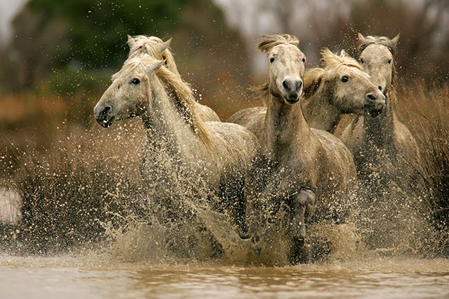 Provence%20-%20Chevaux%20camarguais.JPG