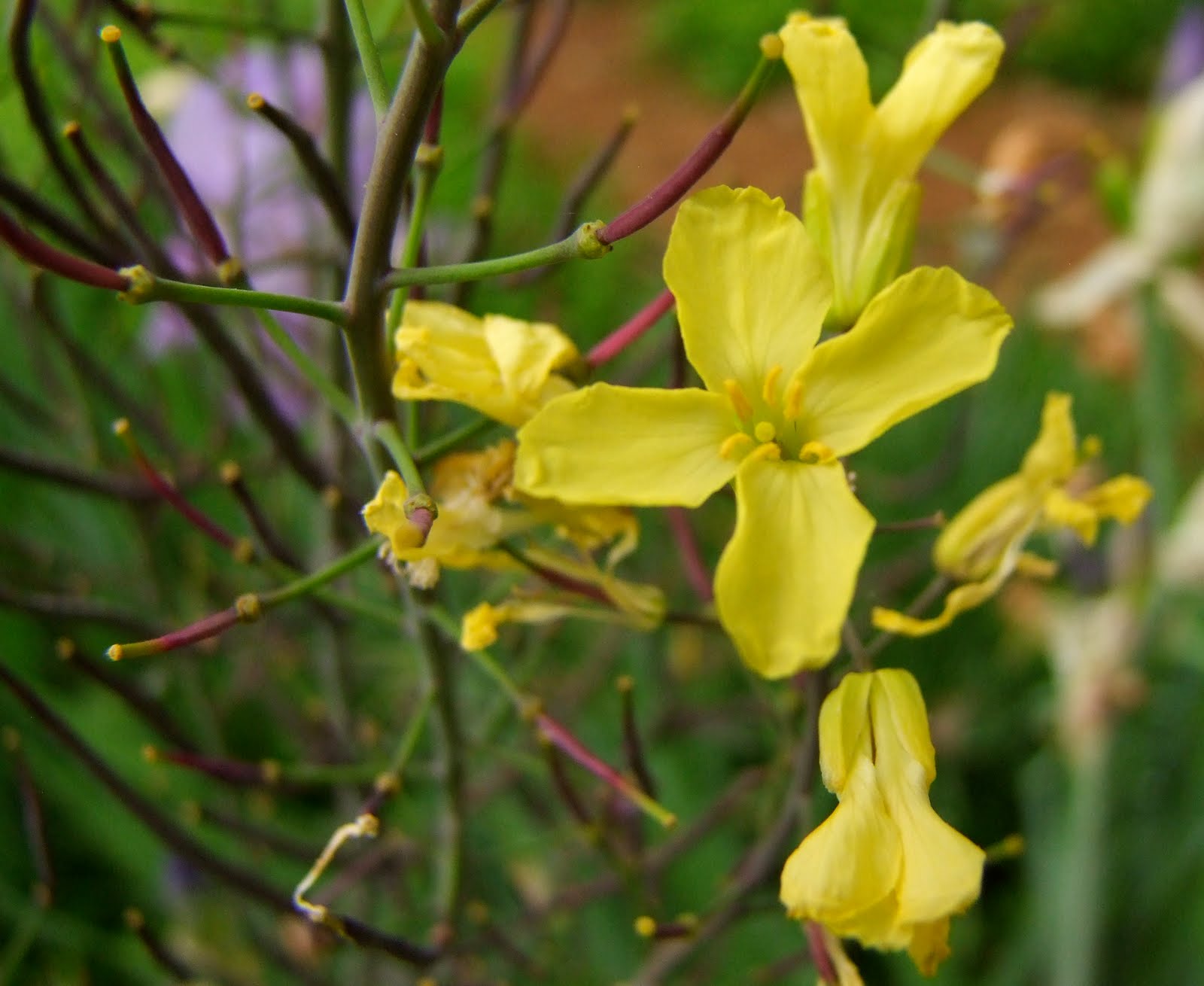 clay and limestone Yummy Buttery Yellow