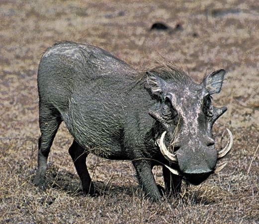 Wild Animals Names: Warthog Phacochoerus aethiopicus