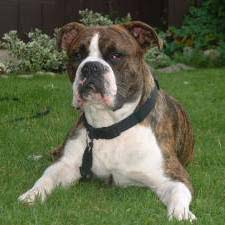 Valley Bulldog Valley Bulldog