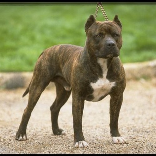 Pit Bull Dog