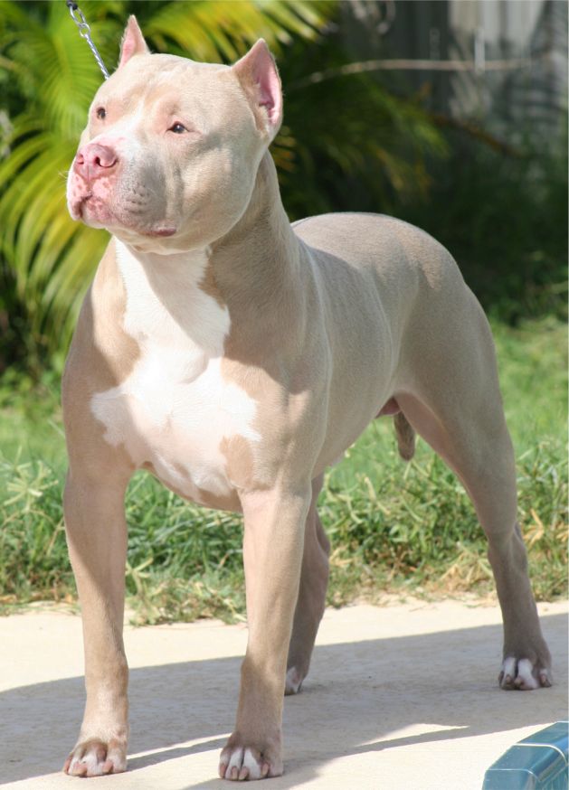 pit bull terrier although the united kennel club and the american pit pit bull terrier although the united kennel club and the american pit