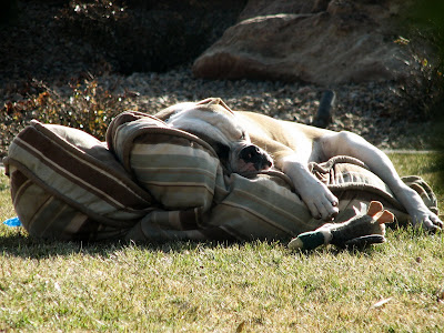 Basking In Sun