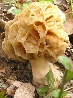 Morchella Fungi