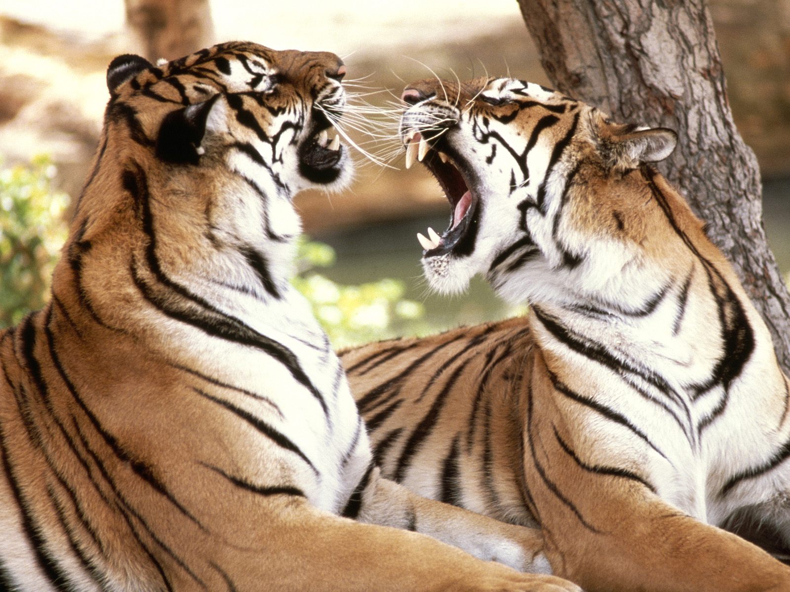 New Wallpaper: Royal bengal tiger in Bangladesh latest photo gallery-6742