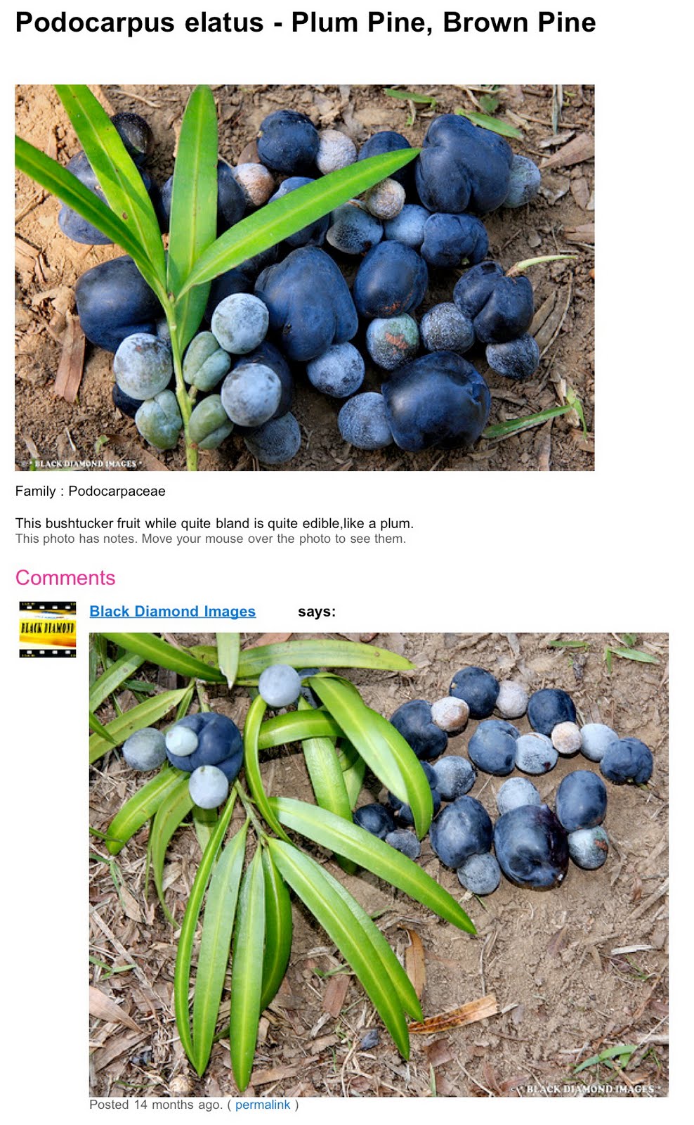 homage to the seed weblog . . . Seeds/Fruit of the Australian Rainforest