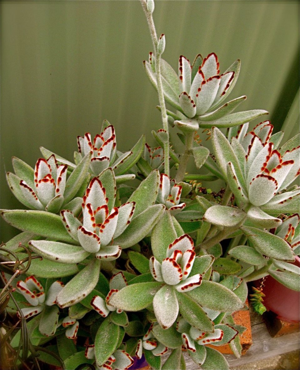 25+ Amazing Seeds To Plant In August Inspiratif Design