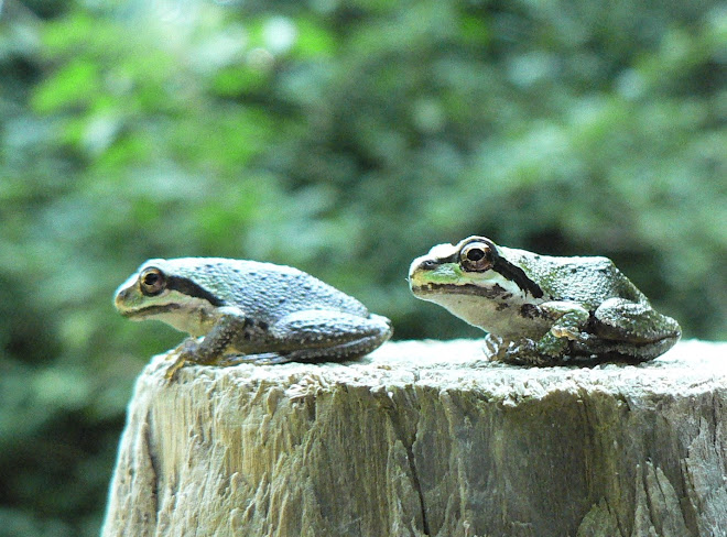 Pacific Treefrogs