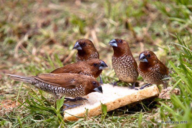 Birds Eating Bread
