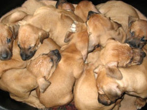 pugdog black puppiesin ohio dayton picture
