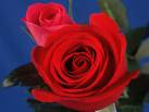 ROSE ROSSE