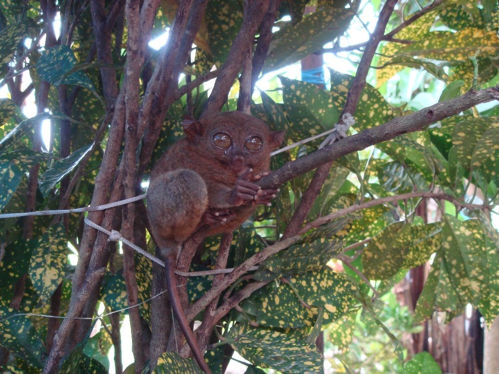 [Bohol_March_2008+357+tarsier.jpg]