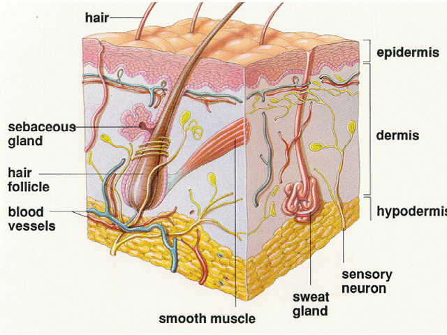 Biologi Smp Kelas 9 Pdf