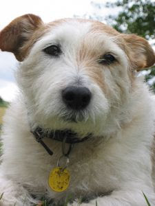 dog id tag