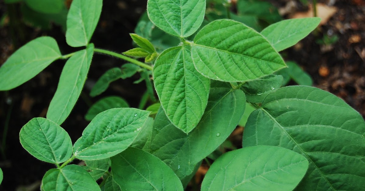 Urban SelfSufficientist Growing Edamame