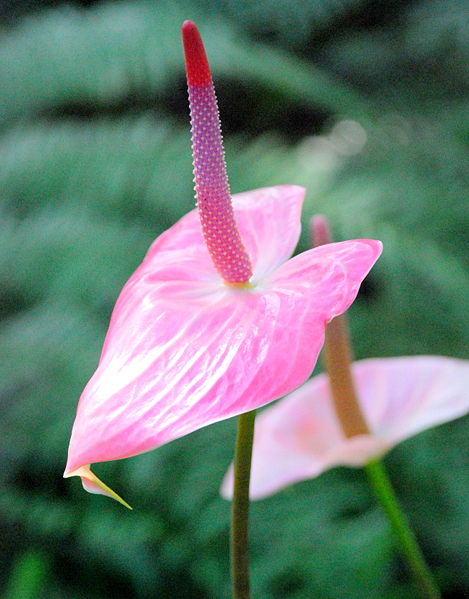 [469px-Flamingo_Flower.jpg]