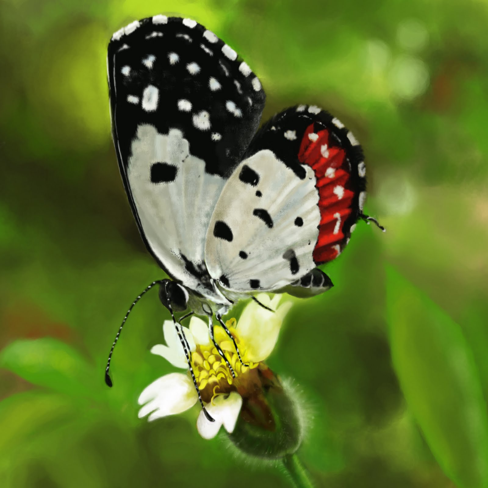 Pierrot Butterfly