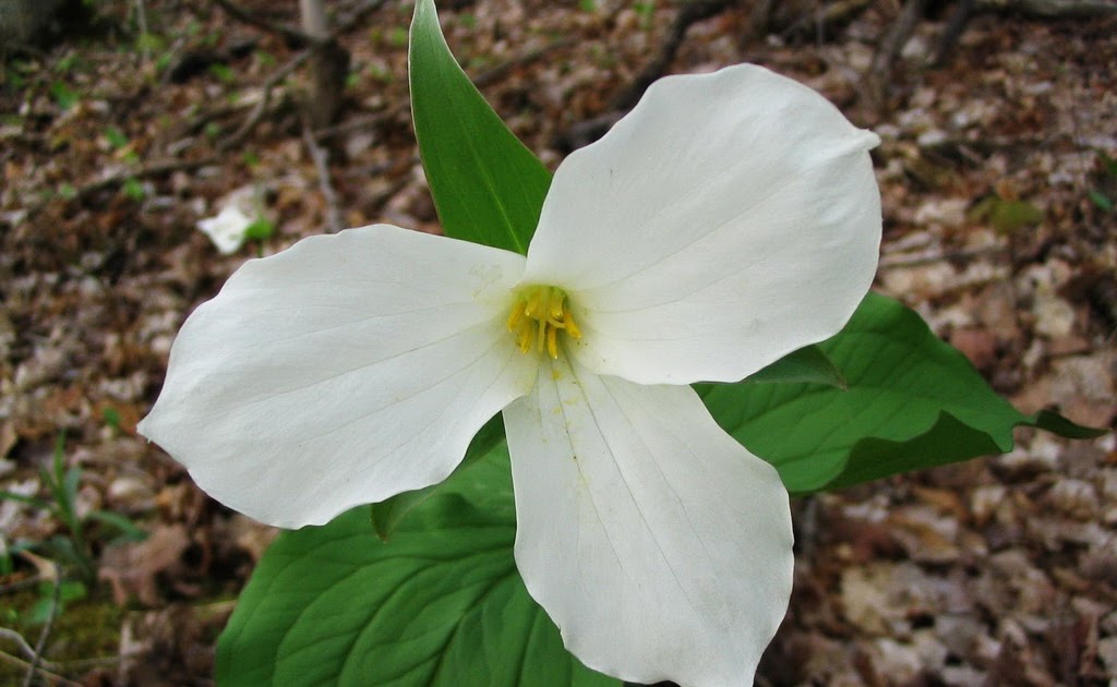 This Is My Ontario Please Keep It Beautiful Ontario's Official flower