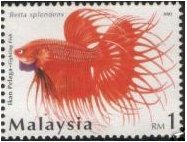 [FightingFish_RM1_2.jpg]