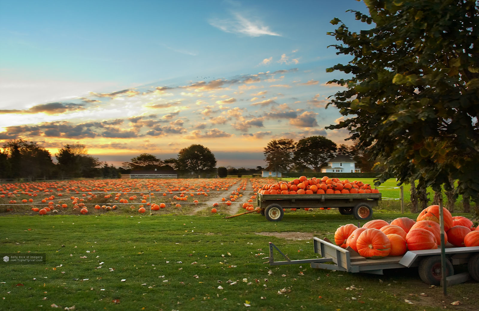 Pumpkin Field