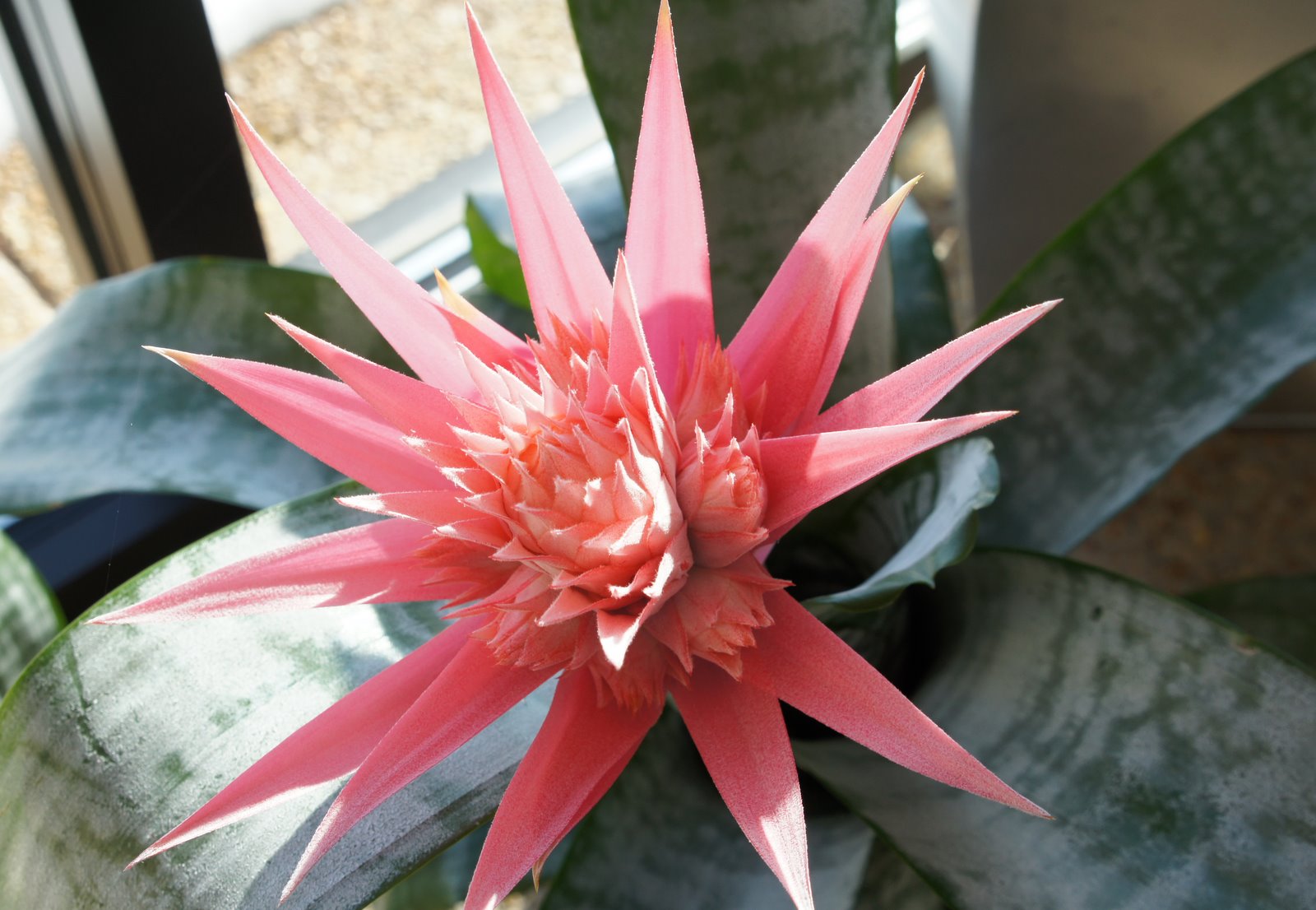 My Iowa Garden Silver Vase Bromeliad
