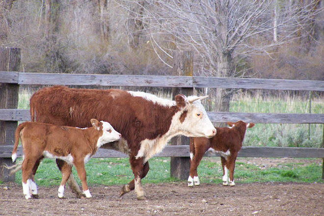 Momma Cow feeds twins